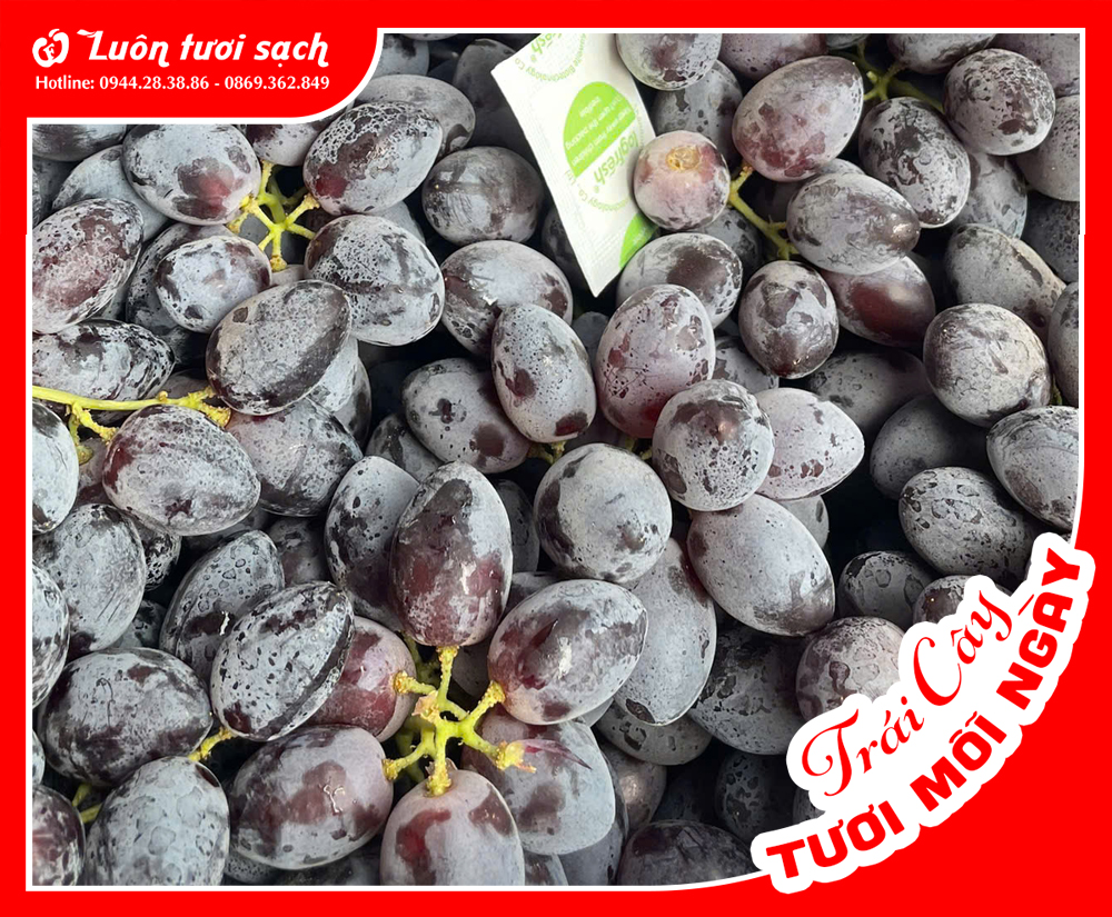 Nho đen không hạt Okuku Úc